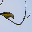 Minivet oranor