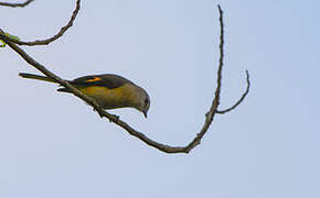 Small Minivet