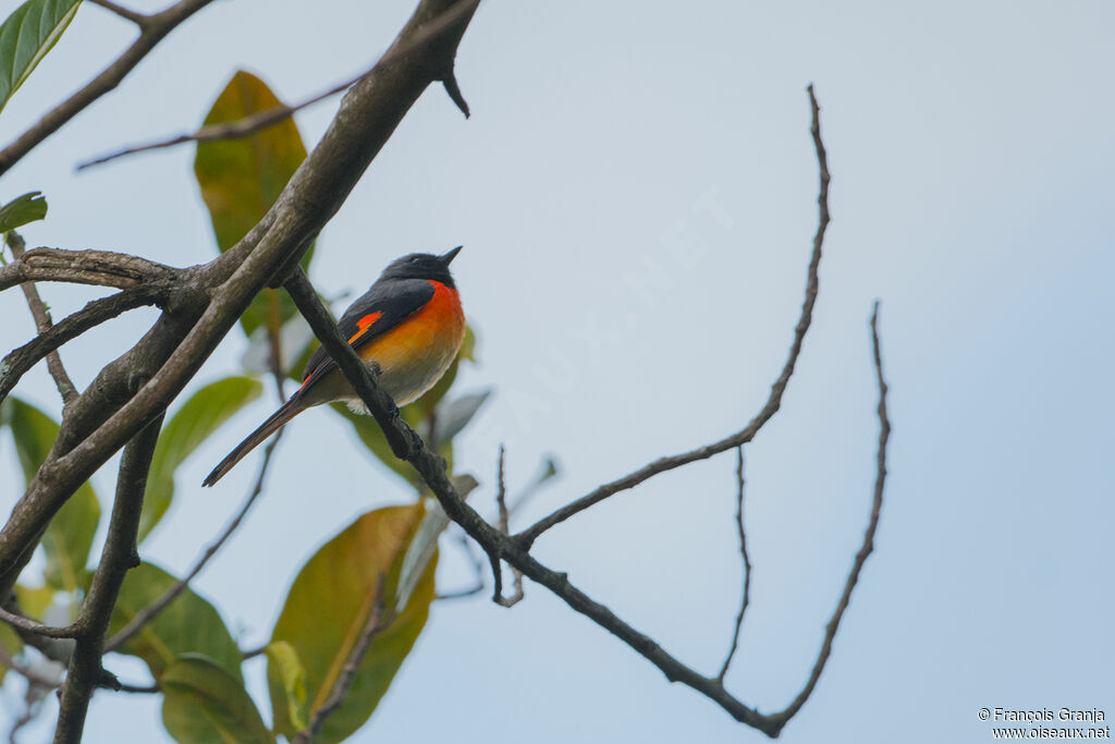 Minivet oranor mâle