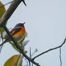 Minivet oranor
