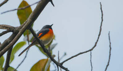 Minivet oranor