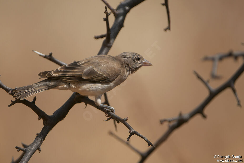 Yellow-spotted Bush Sparrowimmature