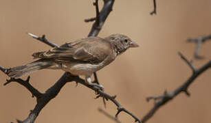 Yellow-spotted Bush Sparrow