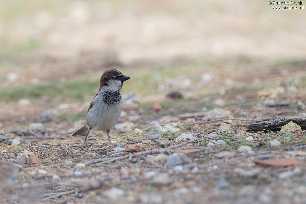 Moineau cisalpin mâle