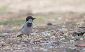 Italian Sparrow