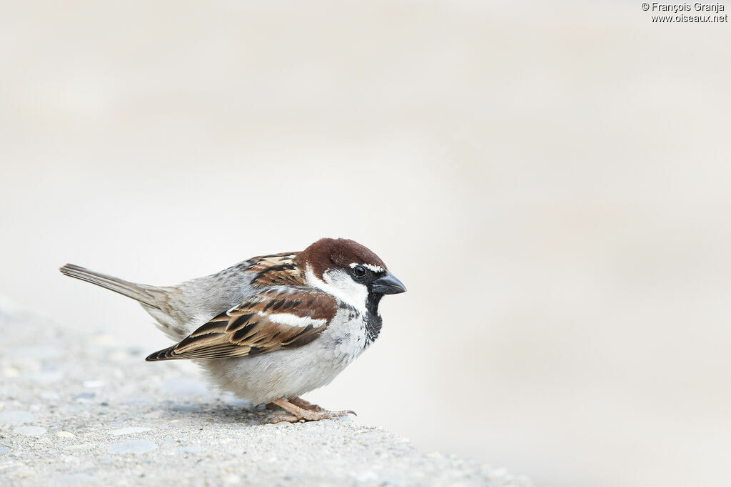 Italian Sparrow male