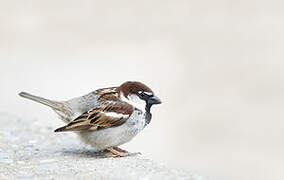 Italian Sparrow