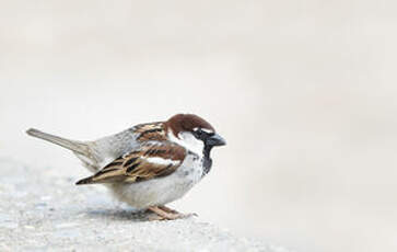 Moineau cisalpin