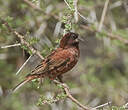 Moineau d'Emin