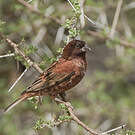 Moineau d'Emin