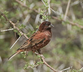 Moineau d'Emin