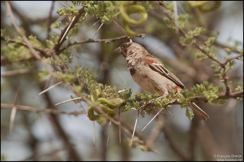 Chestnut Sparrow female