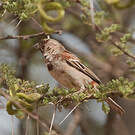 Moineau d'Emin