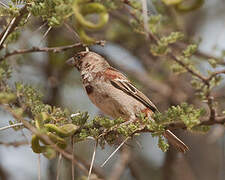 Chestnut Sparrow