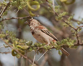 Moineau d'Emin