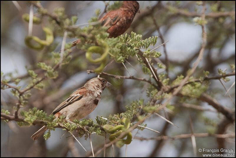 Chestnut Sparrow 