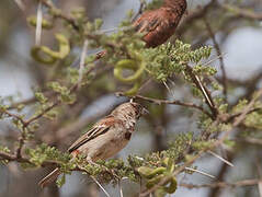 Chestnut Sparrow