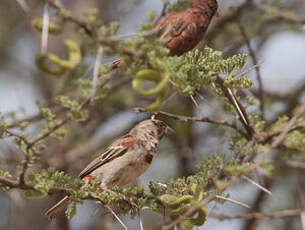 Moineau d'Emin