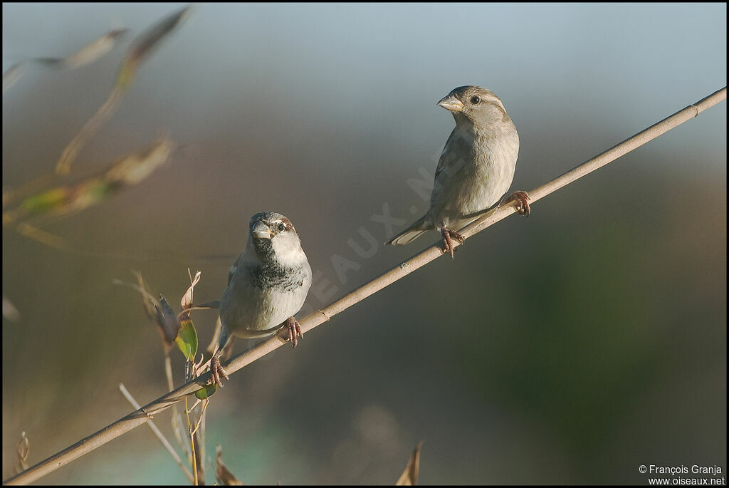 Moineau domestique adulte