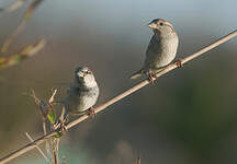 Moineau domestique