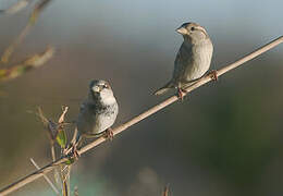 House Sparrow