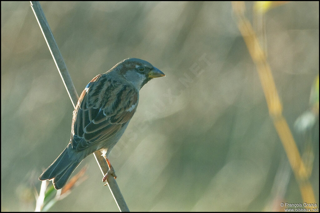 House Sparrow male adult