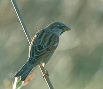 House Sparrow