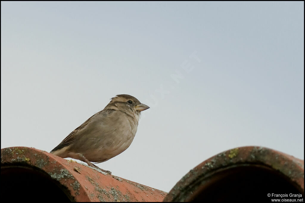 Moineau domestiqueadulte