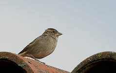 Moineau domestique