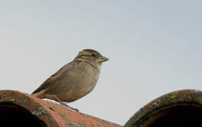 Moineau domestique