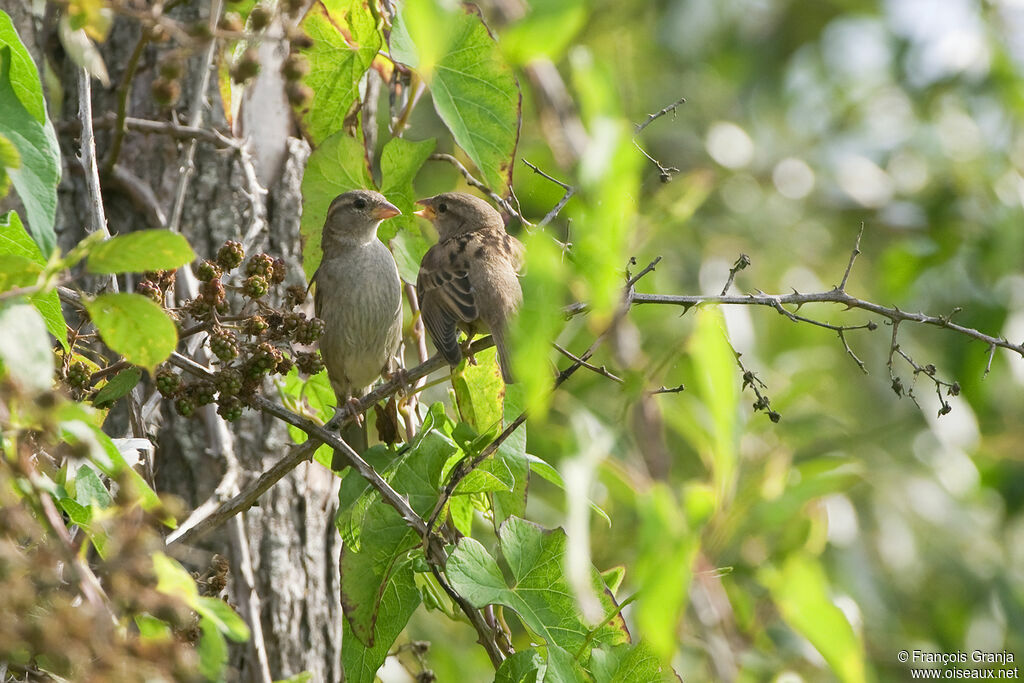 Moineau domestique