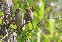 House Sparrow