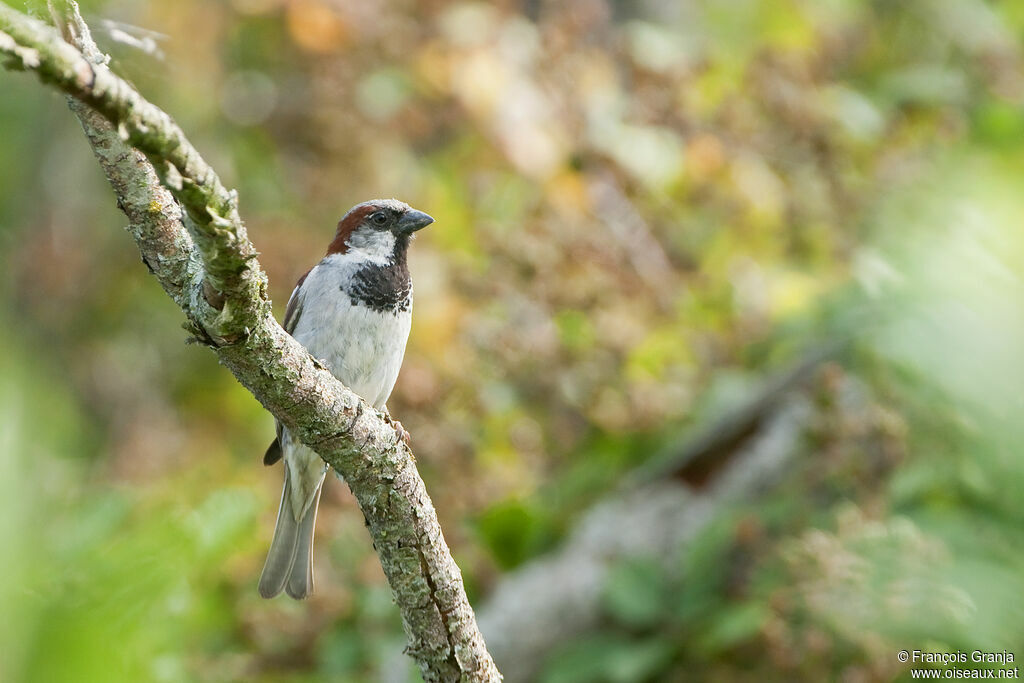 House Sparrow male adult