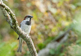 House Sparrow