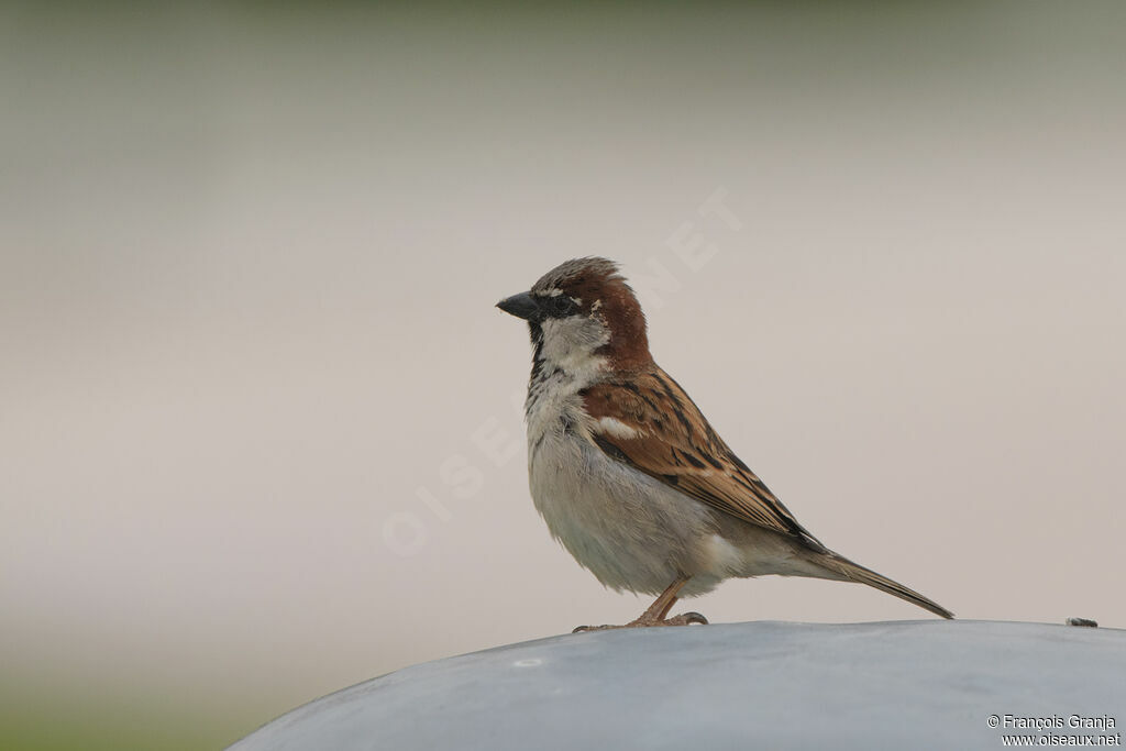 House Sparrow