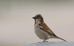 House Sparrow