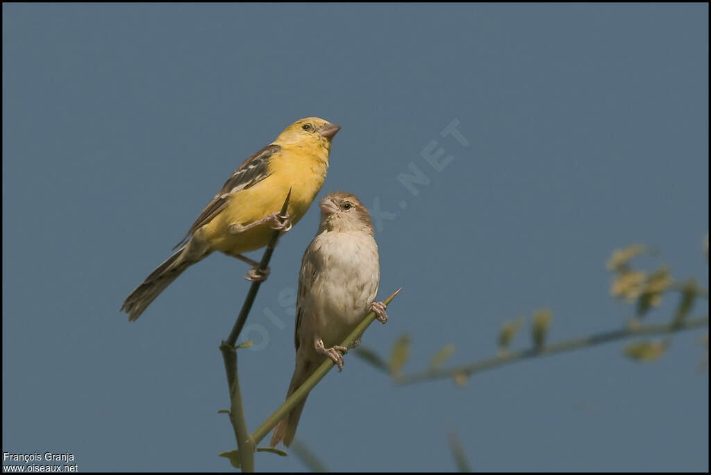 Sudan Golden Sparrowadult