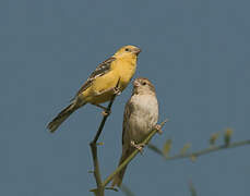 Sudan Golden Sparrow