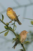 Sudan Golden Sparrow