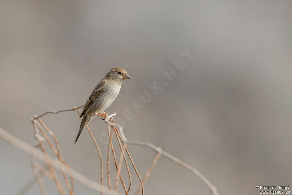 Moineau espagnol femelle