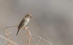 Spanish Sparrow