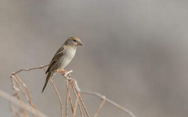 Moineau espagnol