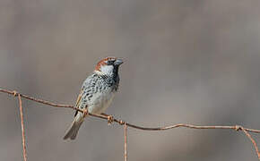 Spanish Sparrow