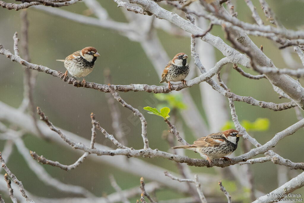 Moineau espagnol mâle