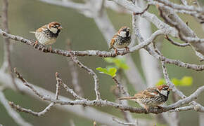 Spanish Sparrow