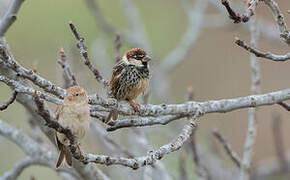 Spanish Sparrow