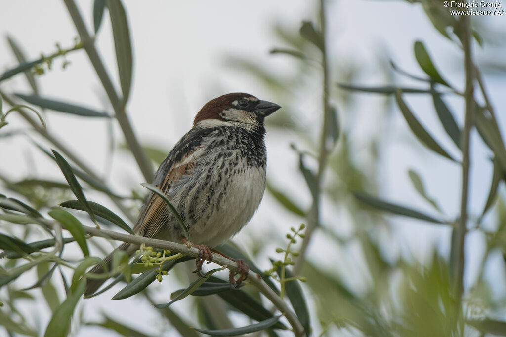 Moineau espagnol mâle adulte nuptial