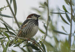 Moineau espagnol