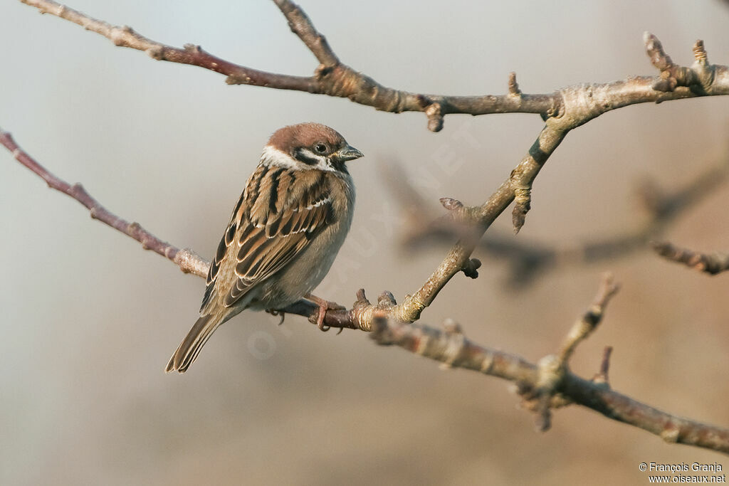 Moineau friquetadulte