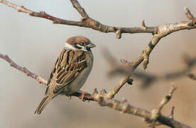 Eurasian Tree Sparrow